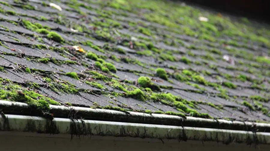 A damaged roof in Portland that needs moss removal