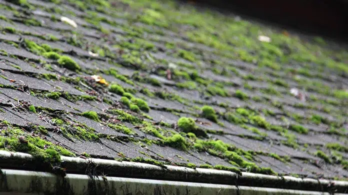 roof filled with moss