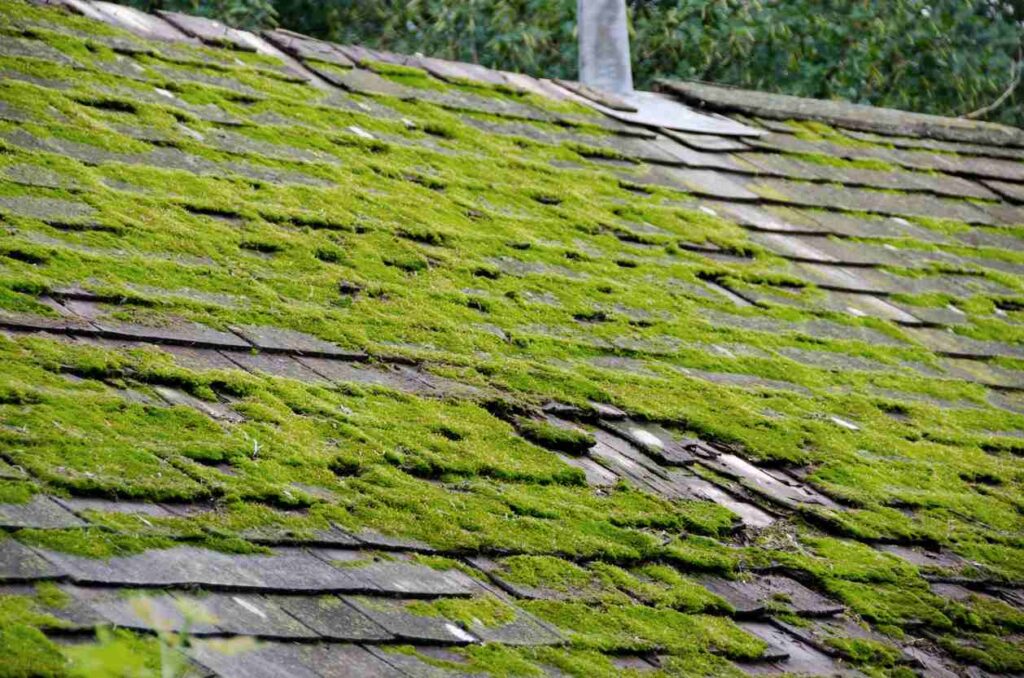 moss and algea on a home roof