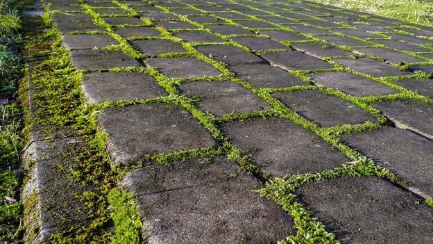 moss on driveway