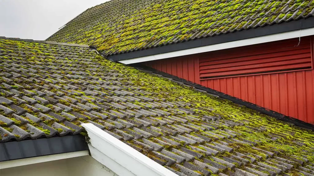 roof covered in moss