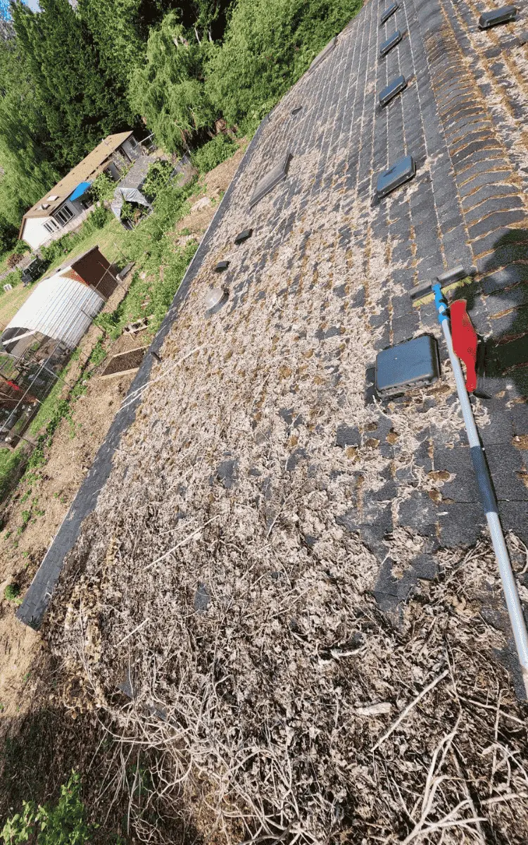 a roof full of moss and debris