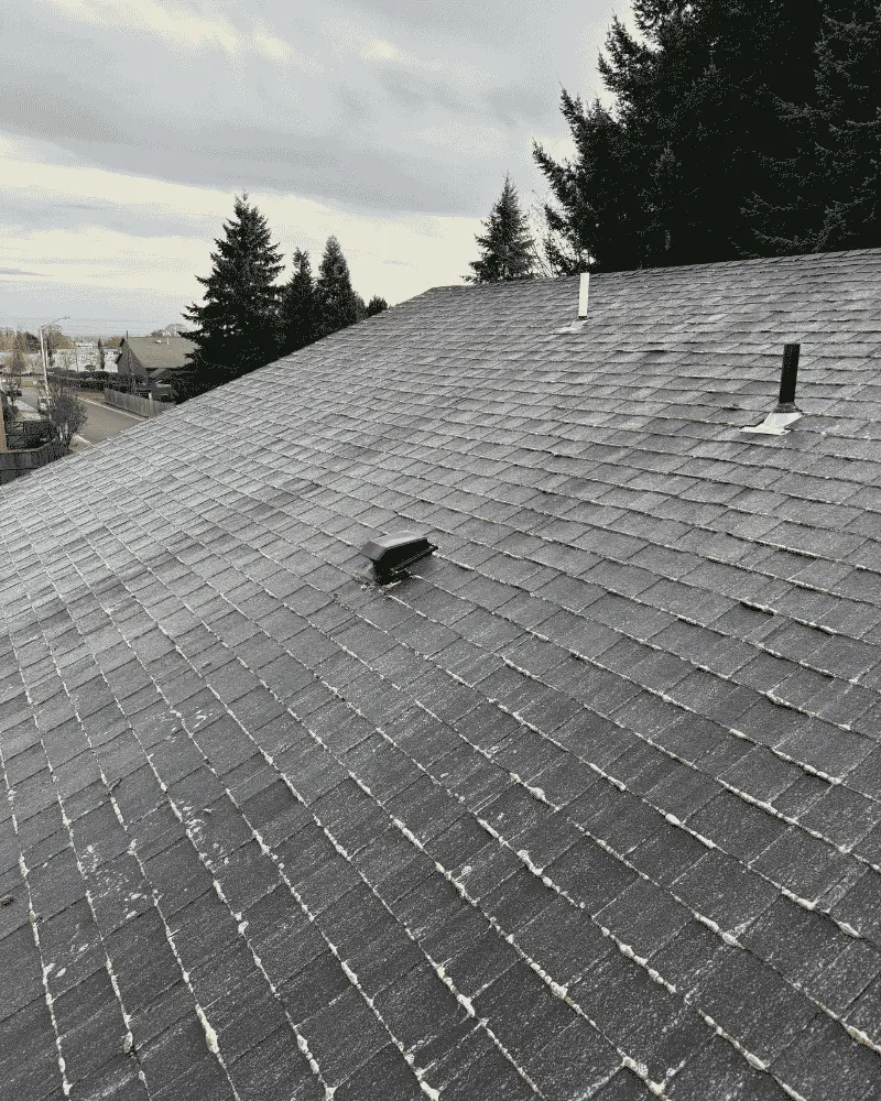 Roof after low-pressure moss treatment with growth visibly paled along shingle courses