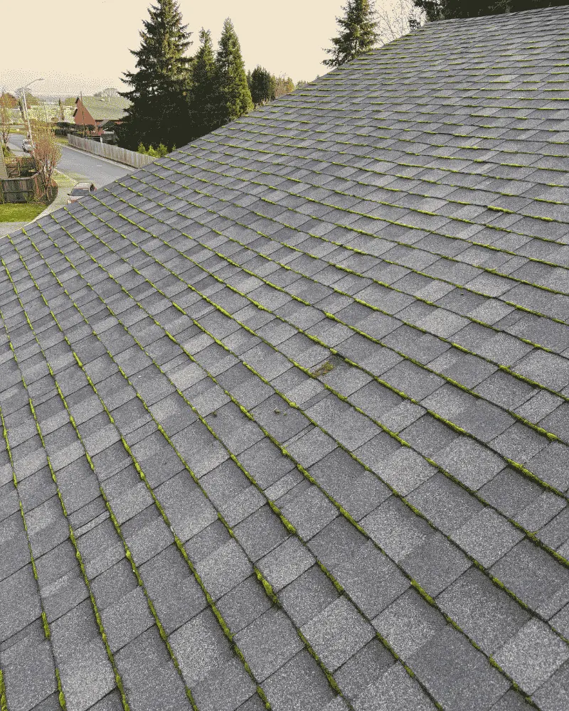 Green moss growing along asphalt shingle courses before roof treatment