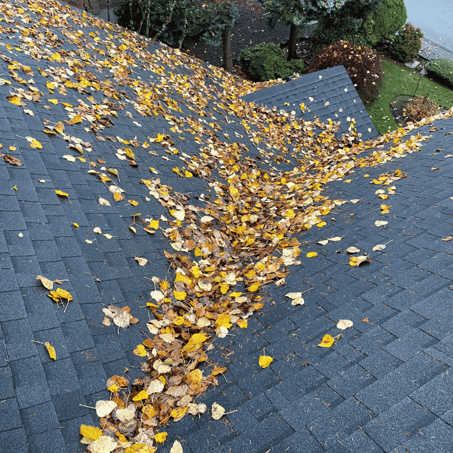 Leaves and organic debris packed into an asphalt roof valley before cleaning