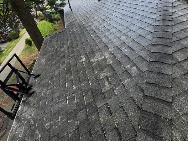 Dark algae streaks and pale lichen on a shaded Portland roof under fir trees