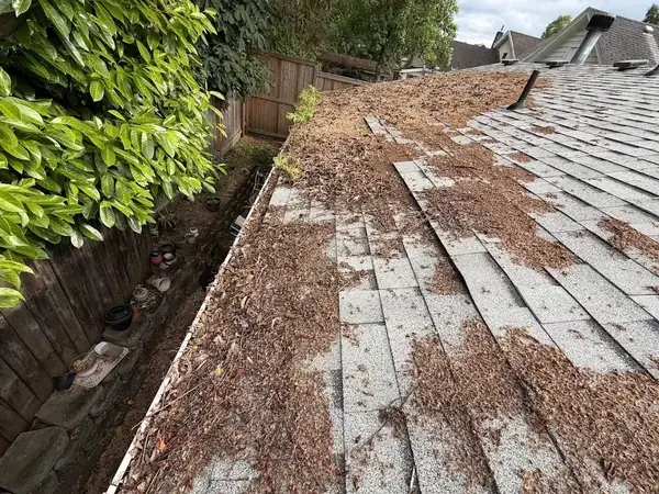Fir needles and debris piled across roof shingles along a gutter in Portland