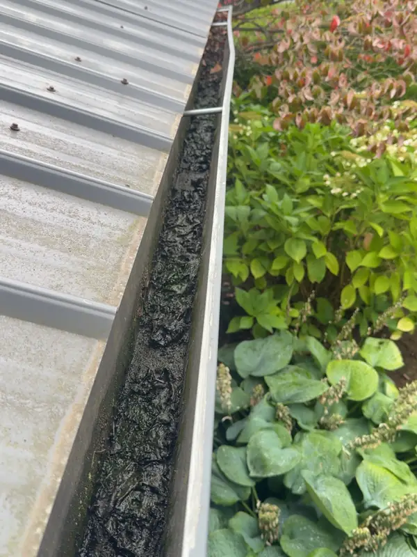 Gutter full of wet leaves before cleaning in Columbia City, Oregon