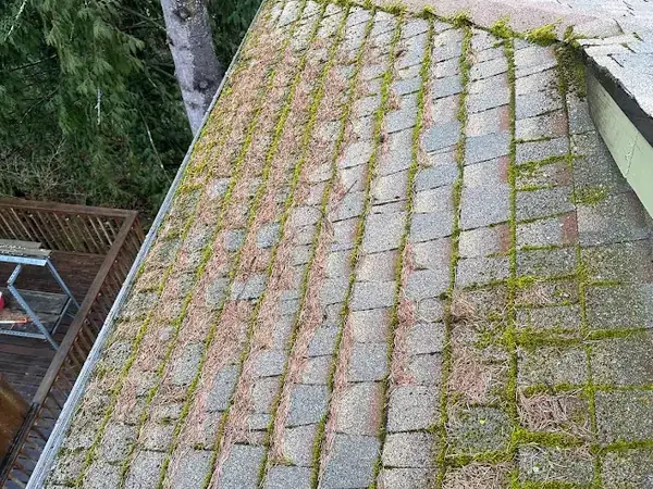 Green moss growing in the joints between asphalt shingles on a Portland roof