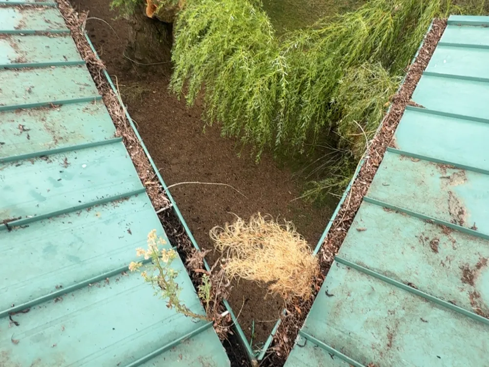 Needles and plant debris packed into the gutter valley between two green metal roof sections