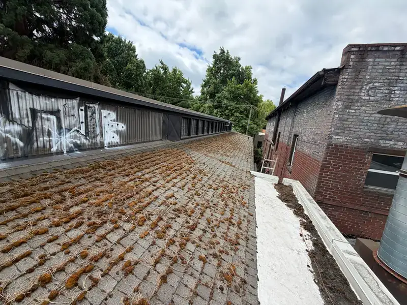 Low-slope roof in Portland with rows of moss clumps across the shingles before cleaning